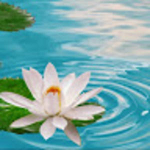 Meet your Posher, Cupcake